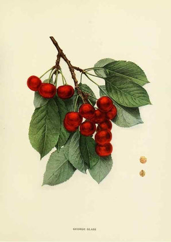 Reproducción/Reproduction 29544896260: The cherries of New York,. Albany,J. B. Lyon company, state printers,1915.