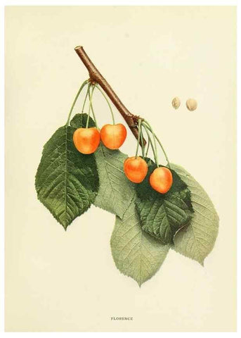 Reproducción/Reproduction 29210381454: The cherries of New York,. Albany,J. B. Lyon company, state printers,1915.