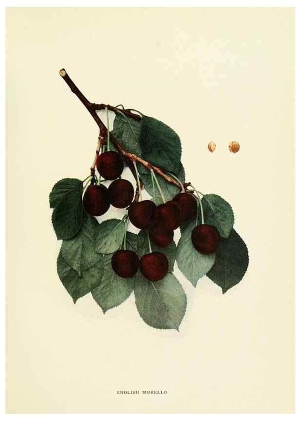 Reproducción/Reproduction 29210378944: The cherries of New York,. Albany,J. B. Lyon company, state printers,1915.