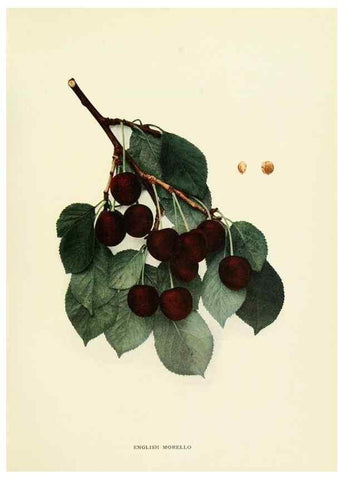 Reproducción/Reproduction 29210378944: The cherries of New York,. Albany,J. B. Lyon company, state printers,1915.