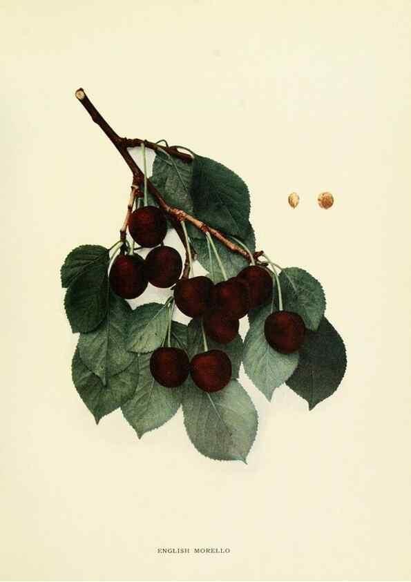 Reproducción/Reproduction 29210378944: The cherries of New York,. Albany,J. B. Lyon company, state printers,1915.