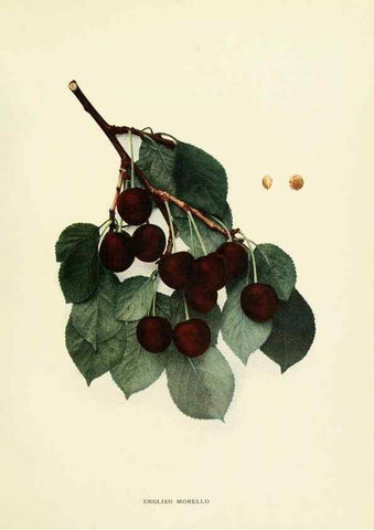 Reproducción/Reproduction 29210378944: The cherries of New York,. Albany,J. B. Lyon company, state printers,1915.