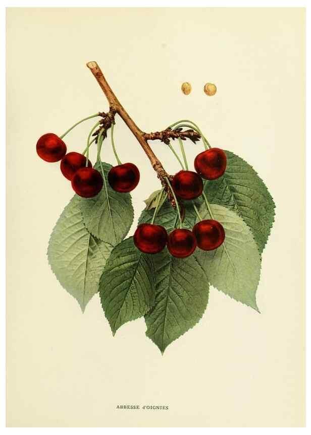 Reproducción/Reproduction 29755039301: The cherries of New York,. Albany,J. B. Lyon company, state printers,1915.