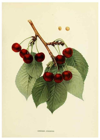 Reproducción/Reproduction 29755039301: The cherries of New York,. Albany,J. B. Lyon company, state printers,1915.