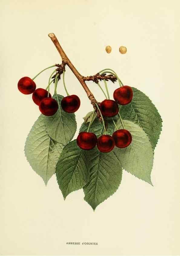 Reproducción/Reproduction 29755039301: The cherries of New York,. Albany,J. B. Lyon company, state printers,1915.