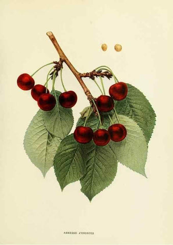 Reproducción/Reproduction 29755039301: The cherries of New York,. Albany,J. B. Lyon company, state printers,1915.