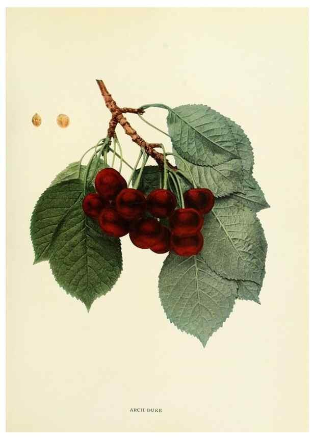 Reproducción/Reproduction 29755042151: The cherries of New York,. Albany,J. B. Lyon company, state printers,1915.