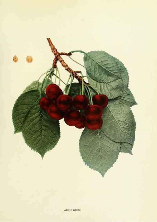 Reproducción/Reproduction 29755042151: The cherries of New York,. Albany,J. B. Lyon company, state printers,1915.