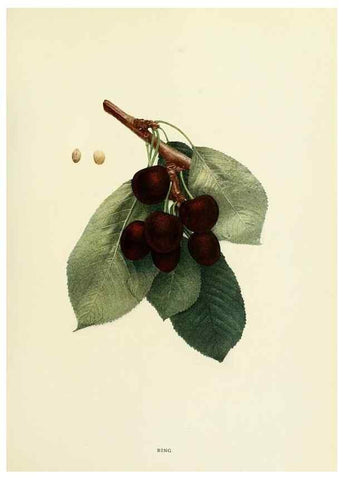Reproducción/Reproduction 29755045861: The cherries of New York,. Albany,J. B. Lyon company, state printers,1915.