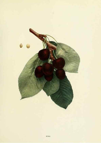Reproducción/Reproduction 29755045861: The cherries of New York,. Albany,J. B. Lyon company, state printers,1915.