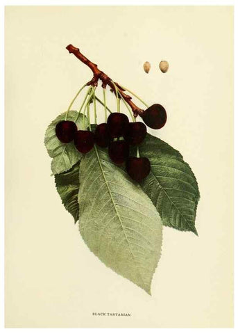 Reproducción/Reproduction 29755048811: The cherries of New York,. Albany,J. B. Lyon company, state printers,1915.