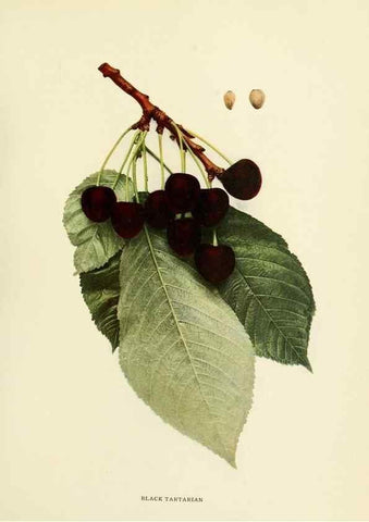 Reproducción/Reproduction 29755048811: The cherries of New York,. Albany,J. B. Lyon company, state printers,1915.