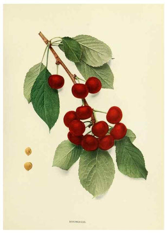 Reproducción/Reproduction 29755051871: The cherries of New York,. Albany,J. B. Lyon company, state printers,1915.