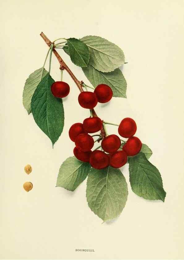 Reproducción/Reproduction 29755051871: The cherries of New York,. Albany,J. B. Lyon company, state printers,1915.