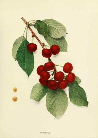 Reproducción/Reproduction 29755051871: The cherries of New York,. Albany,J. B. Lyon company, state printers,1915.