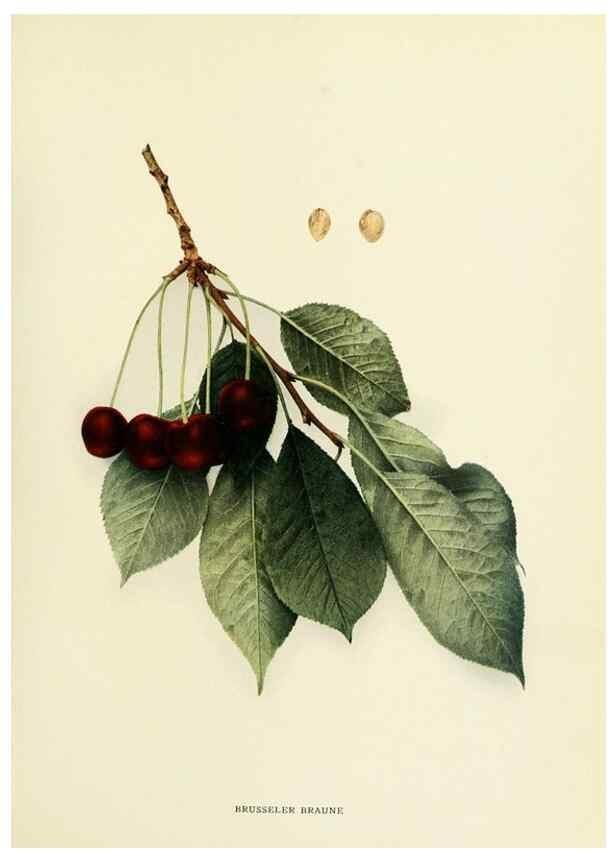 Reproducción/Reproduction 29755055021: The cherries of New York,. Albany,J. B. Lyon company, state printers,1915.