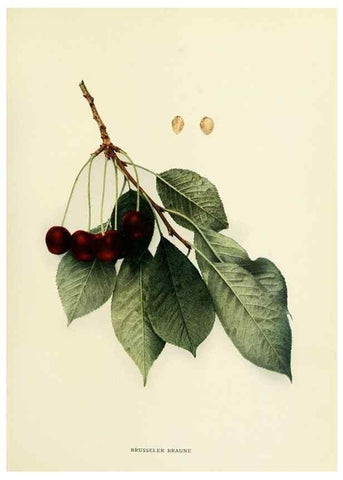 Reproducción/Reproduction 29755055021: The cherries of New York,. Albany,J. B. Lyon company, state printers,1915.
