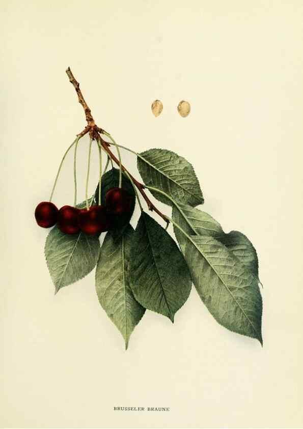 Reproducción/Reproduction 29755055021: The cherries of New York,. Albany,J. B. Lyon company, state printers,1915.