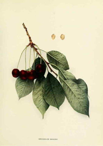 Reproducción/Reproduction 29755055021: The cherries of New York,. Albany,J. B. Lyon company, state printers,1915.