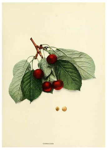 Reproducción/Reproduction 29211624493: The cherries of New York,. Albany,J. B. Lyon company, state printers,1915.
