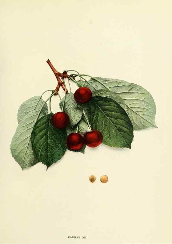 Reproducción/Reproduction 29211624493: The cherries of New York,. Albany,J. B. Lyon company, state printers,1915.