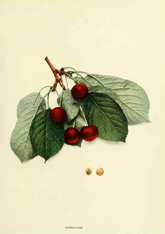 Reproducción/Reproduction 29211624493: The cherries of New York,. Albany,J. B. Lyon company, state printers,1915.