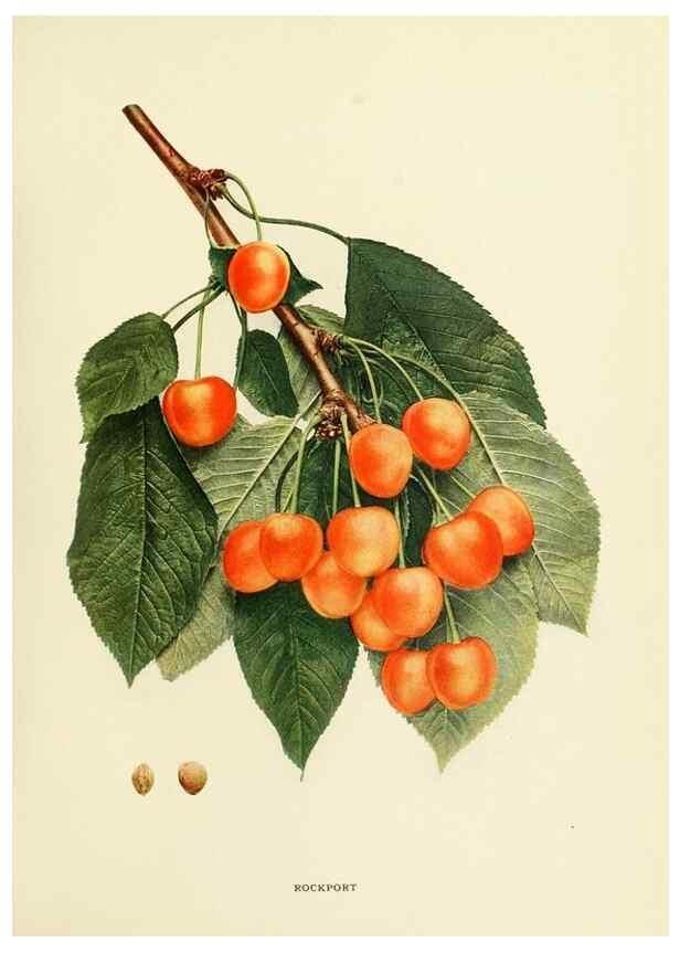 Reproducción/Reproduction 29802354676: The cherries of New York,. Albany,J. B. Lyon company, state printers,1915.