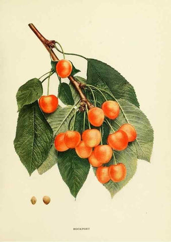 Reproducción/Reproduction 29802354676: The cherries of New York,. Albany,J. B. Lyon company, state printers,1915.