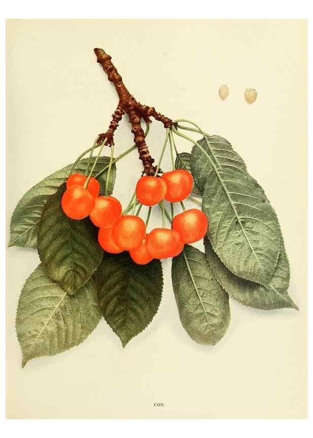 Reproducción/Reproduction 29211626283: The cherries of New York,. Albany,J. B. Lyon company, state printers,1915.