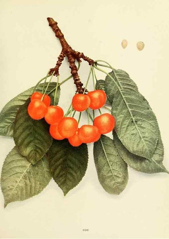 Reproducción/Reproduction 29211626283: The cherries of New York,. Albany,J. B. Lyon company, state printers,1915.