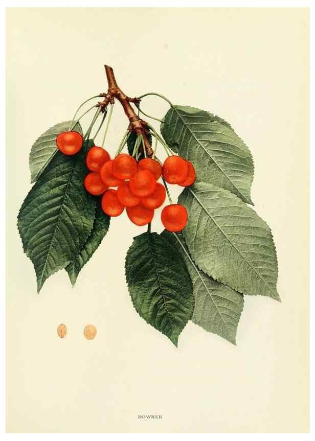 Reproducción/Reproduction 29210355124: The cherries of New York,. Albany,J. B. Lyon company, state printers,1915.