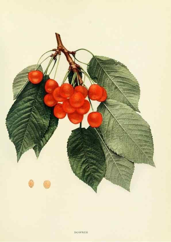Reproducción/Reproduction 29210355124: The cherries of New York,. Albany,J. B. Lyon company, state printers,1915.