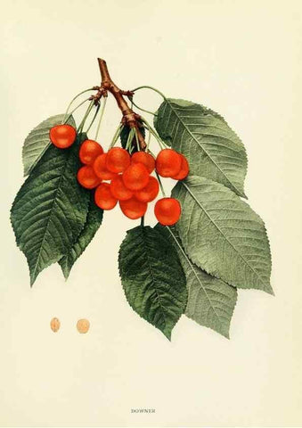Reproducción/Reproduction 29210355124: The cherries of New York,. Albany,J. B. Lyon company, state printers,1915.