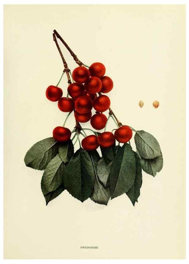 Reproducción/Reproduction 29210358804: The cherries of New York,. Albany,J. B. Lyon company, state printers,1915.