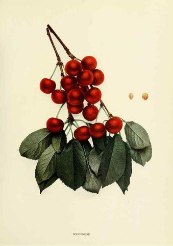 Reproducción/Reproduction 29210358804: The cherries of New York,. Albany,J. B. Lyon company, state printers,1915.
