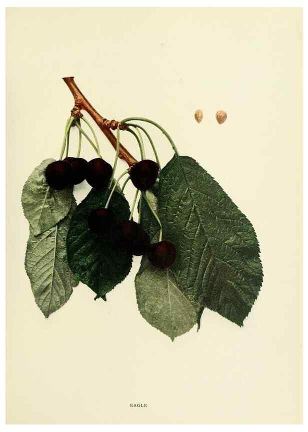 Reproducción/Reproduction 29724603892: The cherries of New York,. Albany,J. B. Lyon company, state printers,1915.