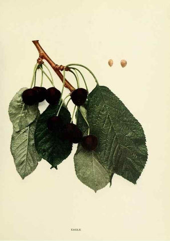 Reproducción/Reproduction 29724603892: The cherries of New York,. Albany,J. B. Lyon company, state printers,1915.