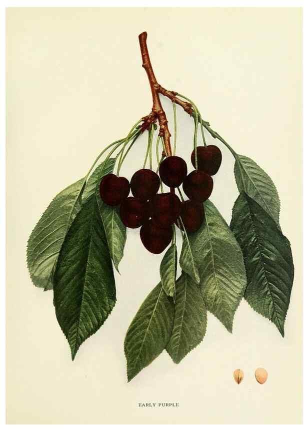 Reproducción/Reproduction 29755061461: The cherries of New York,. Albany,J. B. Lyon company, state printers,1915.