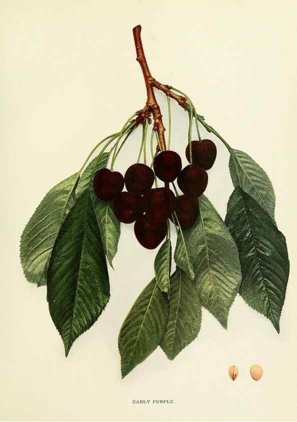 Reproducción/Reproduction 29755061461: The cherries of New York,. Albany,J. B. Lyon company, state printers,1915.