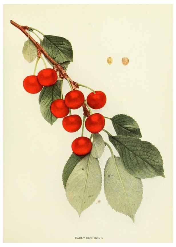 Reproducción/Reproduction 29755063751: The cherries of New York,. Albany,J. B. Lyon company, state printers,1915.