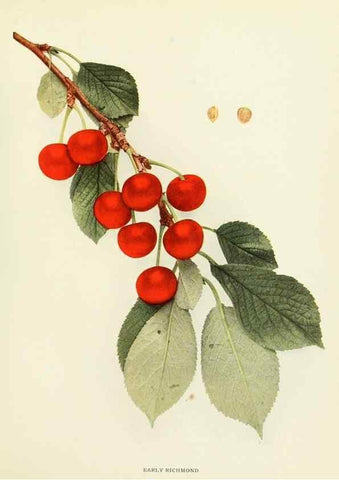 Reproducción/Reproduction 29755063751: The cherries of New York,. Albany,J. B. Lyon company, state printers,1915.