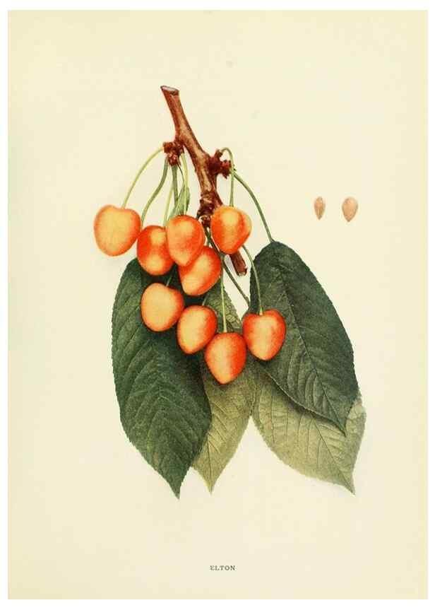 Reproducción/Reproduction 29755067041: The cherries of New York,. Albany,J. B. Lyon company, state printers,1915.