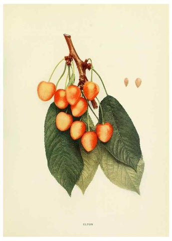 Reproducción/Reproduction 29755067041: The cherries of New York,. Albany,J. B. Lyon company, state printers,1915.