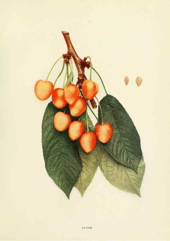 Reproducción/Reproduction 29755067041: The cherries of New York,. Albany,J. B. Lyon company, state printers,1915.