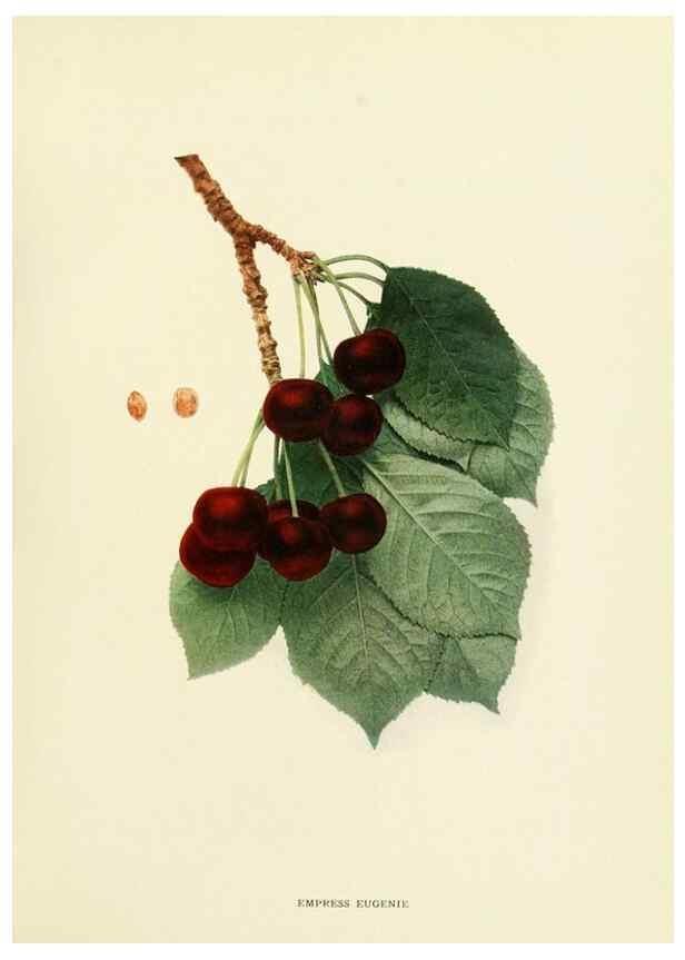 Reproducción/Reproduction 29210376134: The cherries of New York,. Albany,J. B. Lyon company, state printers,1915.