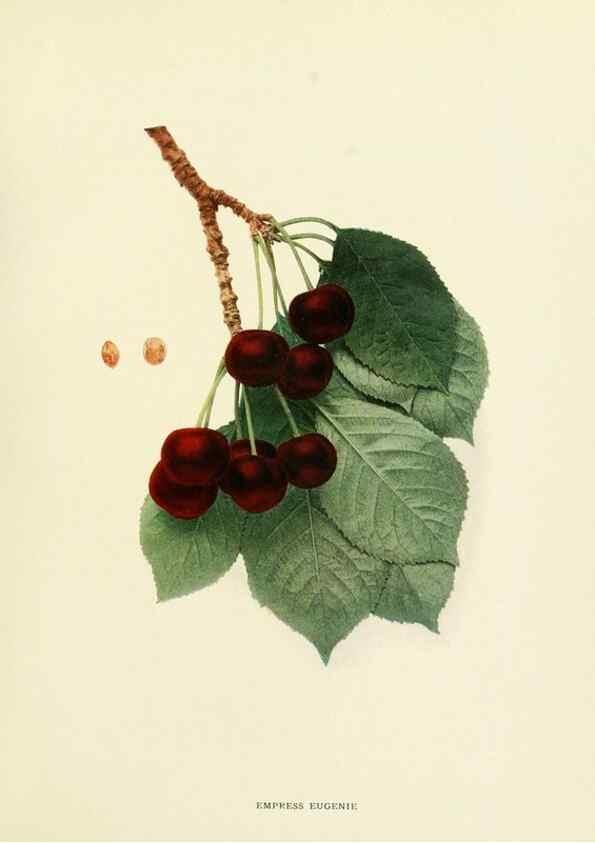 Reproducción/Reproduction 29210376134: The cherries of New York,. Albany,J. B. Lyon company, state printers,1915.