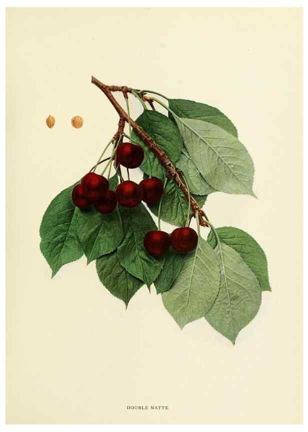 Reproducción/Reproduction 29210350394: The cherries of New York,. Albany,J. B. Lyon company, state printers,1915.