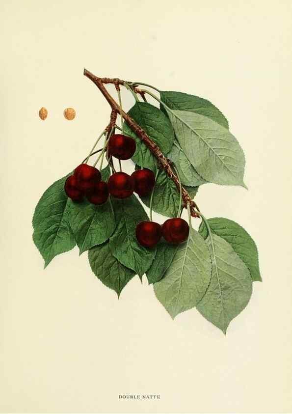 Reproducción/Reproduction 29210350394: The cherries of New York,. Albany,J. B. Lyon company, state printers,1915.