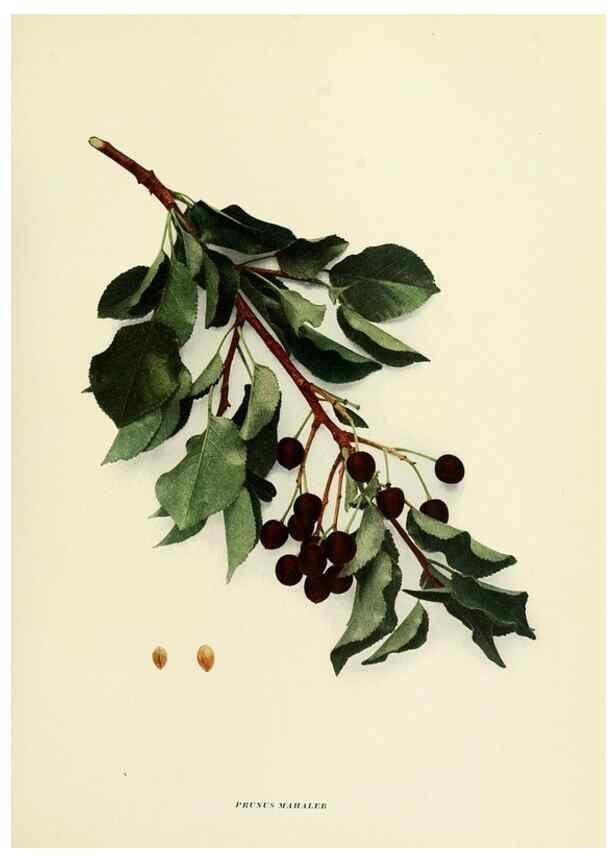 Reproducción/Reproduction 29724586642: The cherries of New York,. Albany,J. B. Lyon company, state printers,1915.