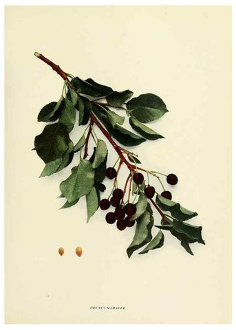 Reproducción/Reproduction 29724586642: The cherries of New York,. Albany,J. B. Lyon company, state printers,1915.